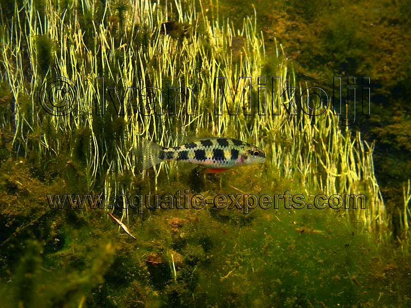 amazon fish below water